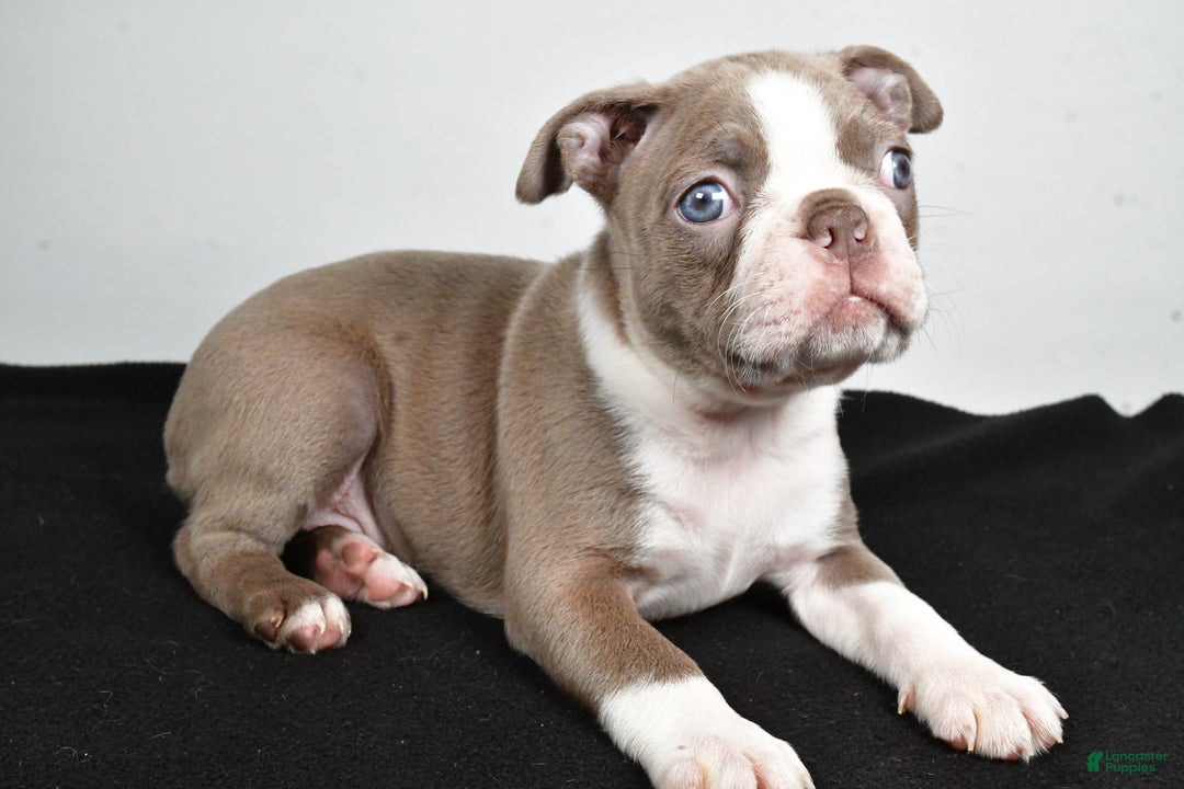 Boston Terrier dogs for sale: Macy - Ad 8