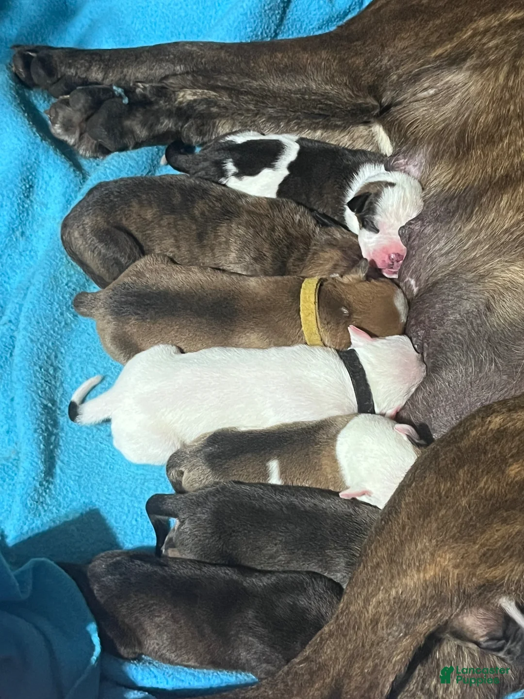 Mixed Breed dogs for sale: Mixed Put Black - Ad 5