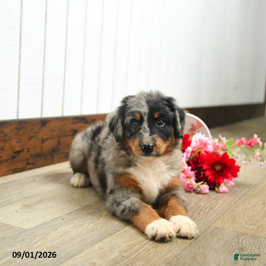 Aussiedoodle dogs Queso  - Ad 2