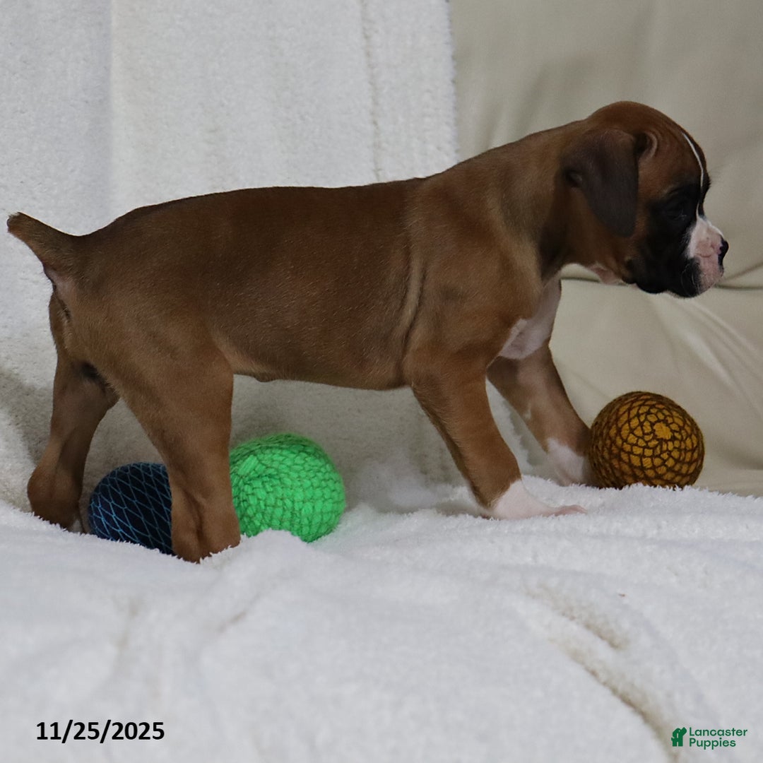 Boxer dogs for sale: Karla - Ad 5