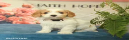Cavapoo dogs for sale: Mandy - Ad 2