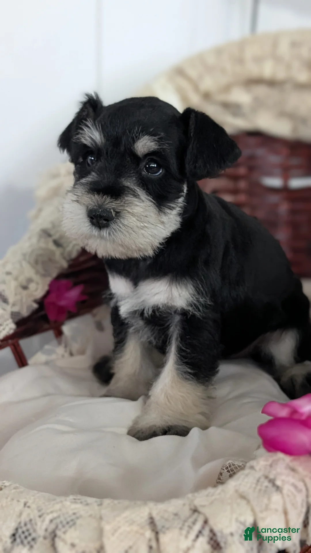 Miniature Schnauzer dogs for sale: Max - Ad 6