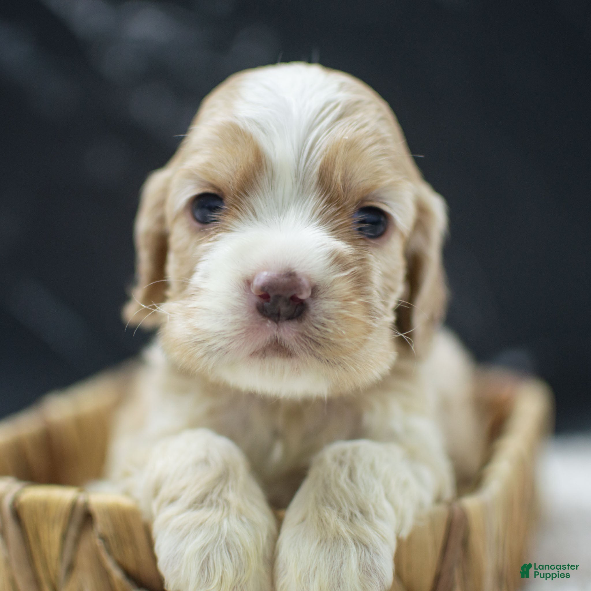 Cocker Spaniel dogs Viking - Ad 37