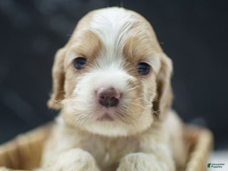 Cocker Spaniel dogs Viking - Ad 18