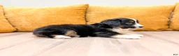 Miniature Australian Shepherd dogs for sale: Lilly - Ad 3