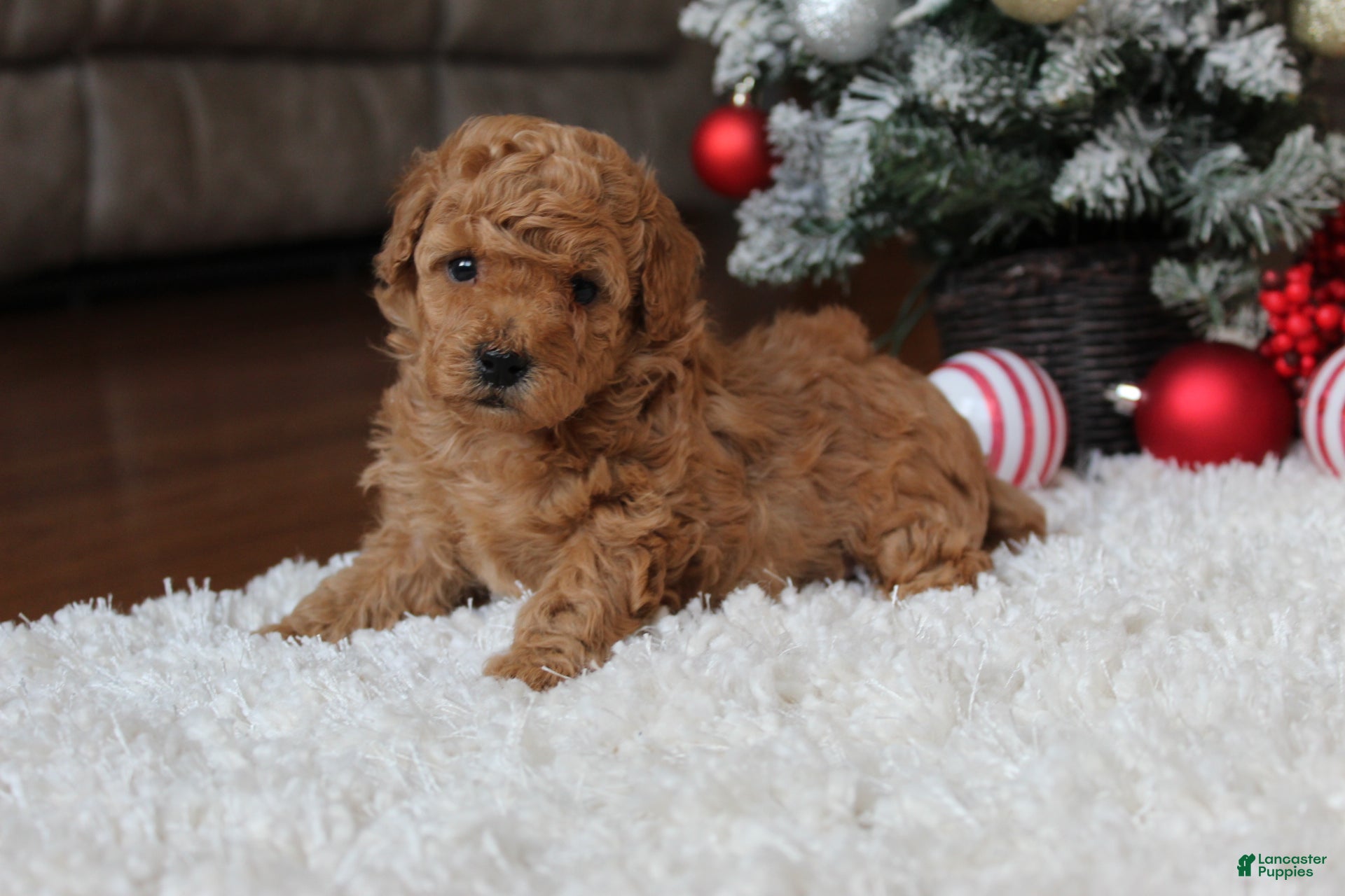 Toy Poodle dogs Carson - Ad 29