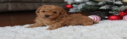 Toy Poodle dogs for sale: Carson - Ad 1