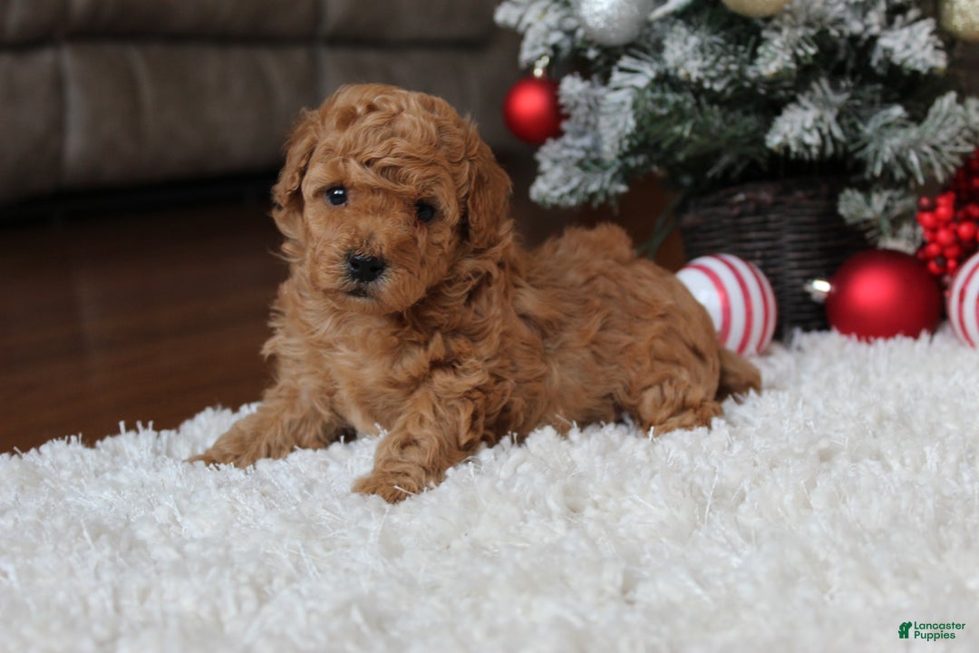 Toy Poodle dogs for sale: Carson - Ad 1