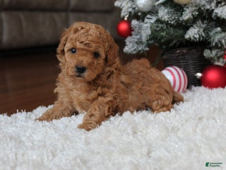 Toy Poodle dogs Carson - Ad 32