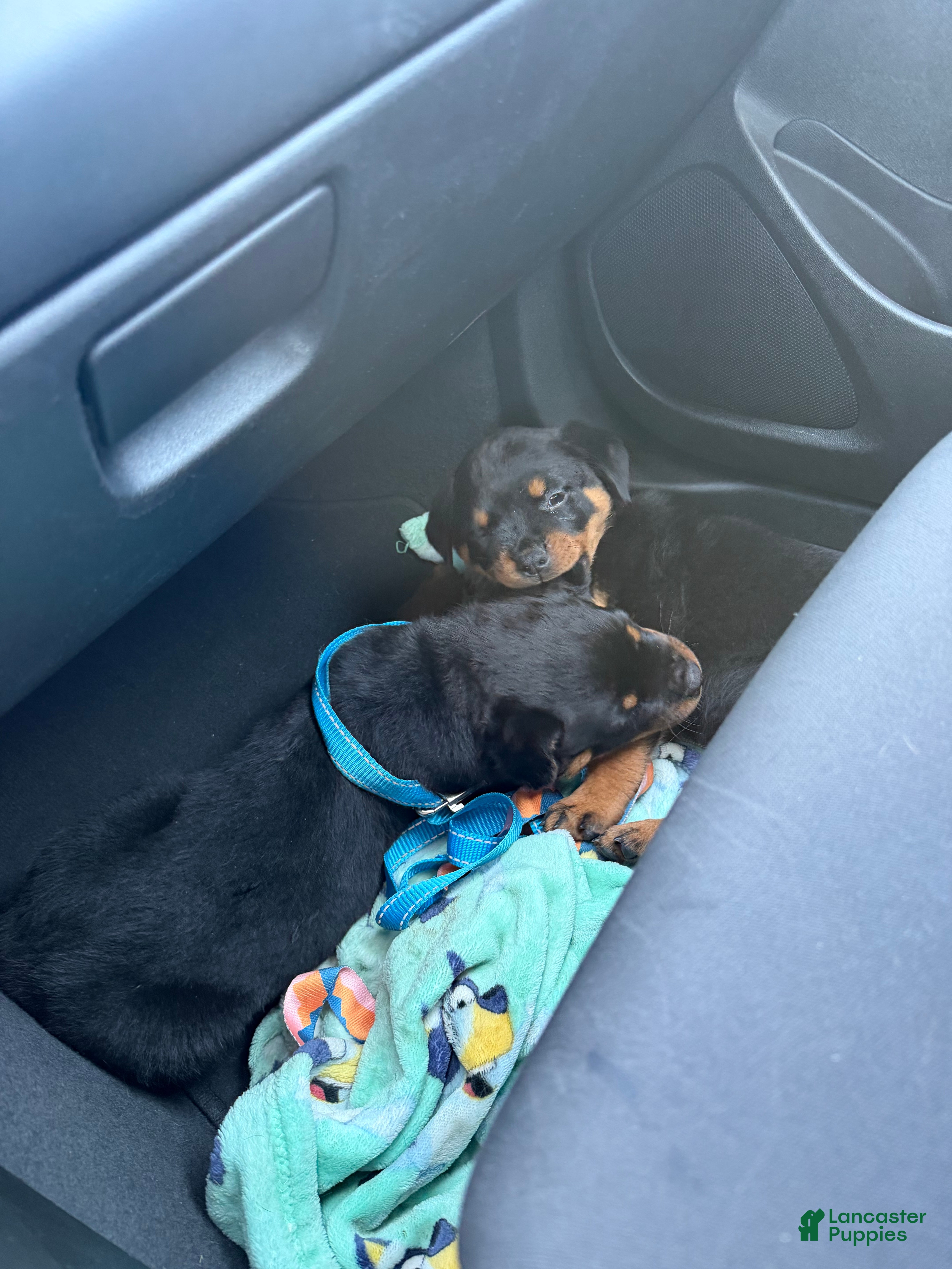 Rottweiler dogs Rottweiler 2 - Ad 1