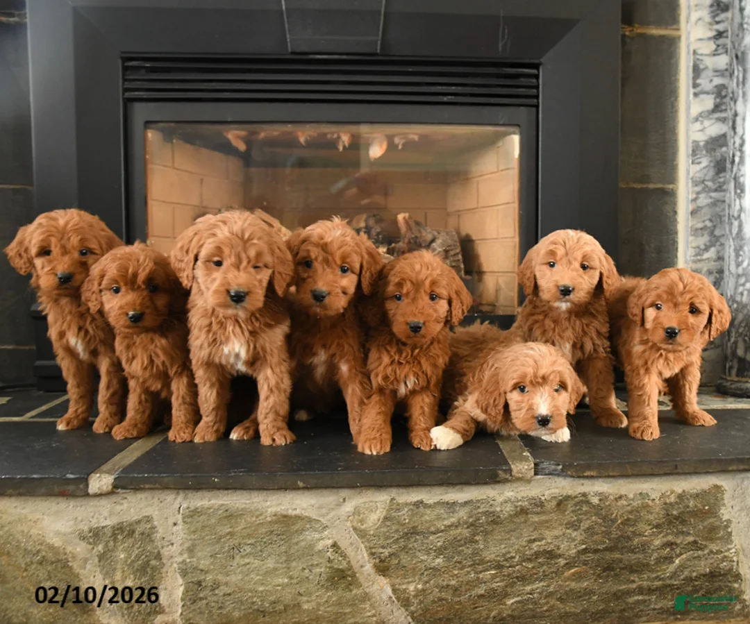 Mini Goldendoodle dogs for sale: Eeyore - Ad 3
