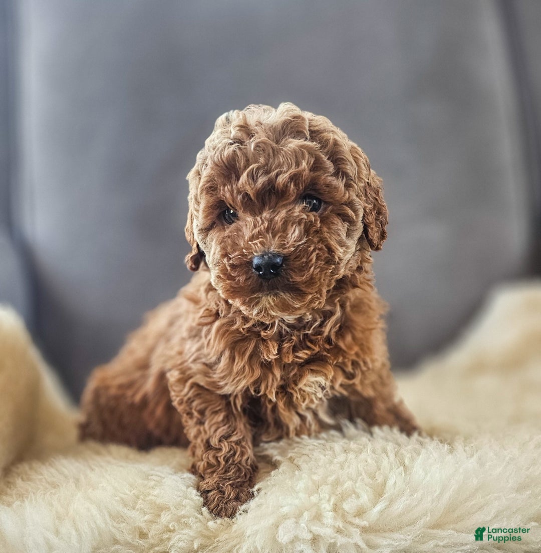 Mini Goldendoodle dogs for sale: Miley - Ad 2