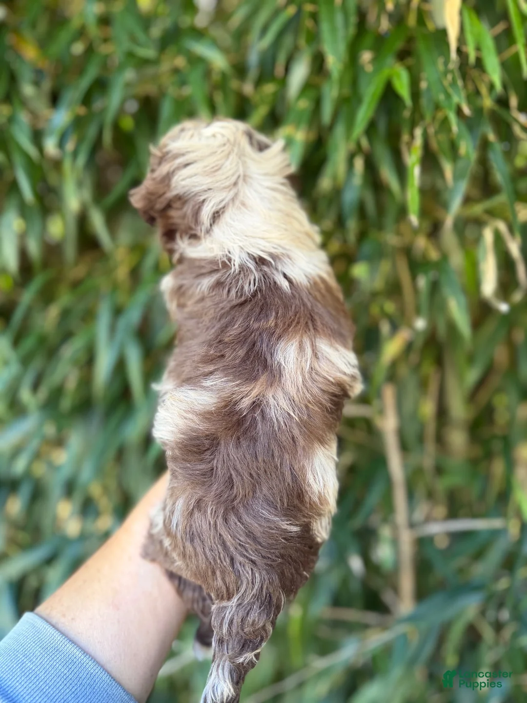 Aussiedoodle dogs for sale: Aussiedoodle 3 - Ad 2