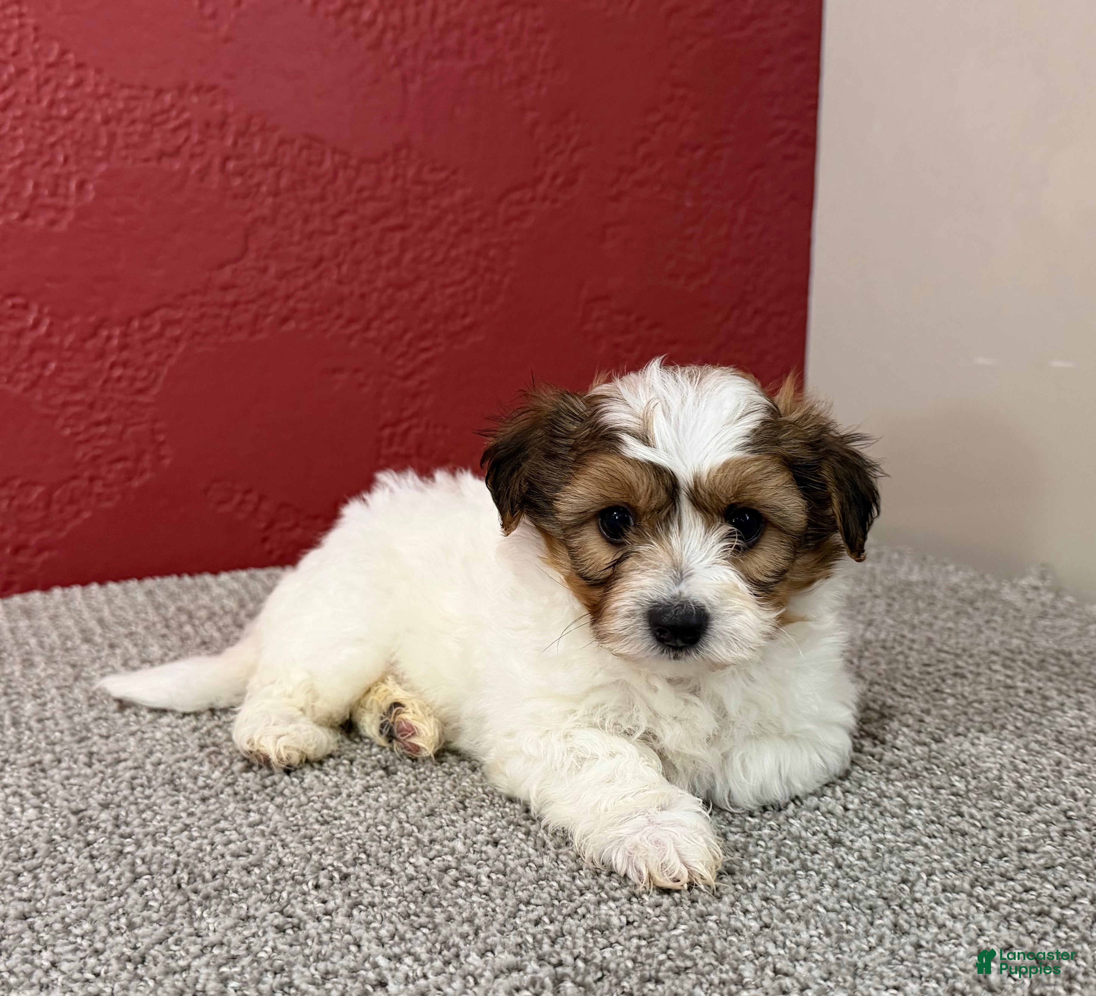 Teddy Bear dogs Jax - Ad 1