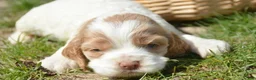 Cockapoo dogs for sale: Cockapoo Cari - Ad 4