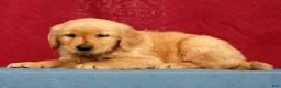 Golden Retriever dogs for sale: Ben - Ad 3