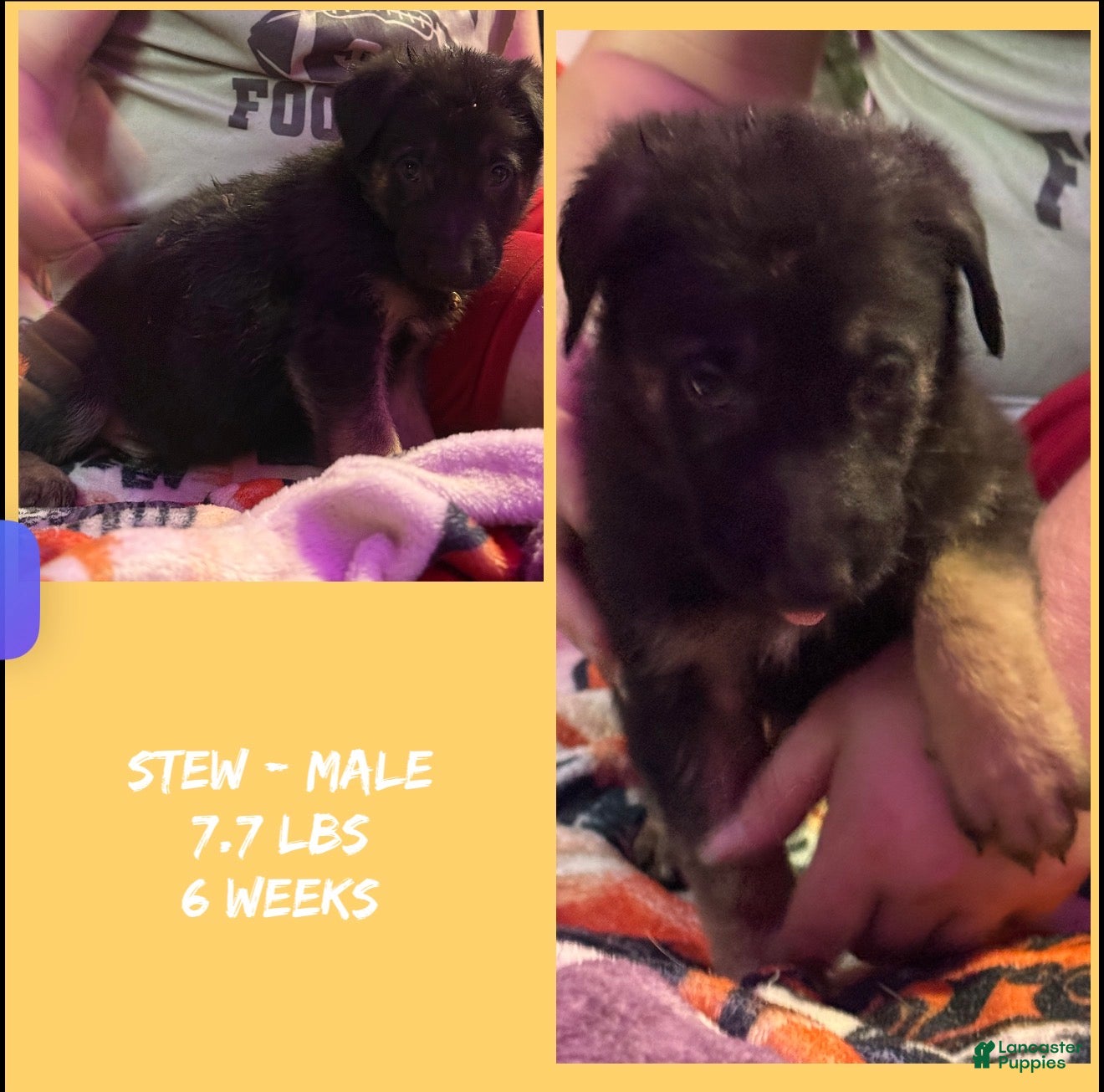 German Shepherd dogs Stew - Ad 1