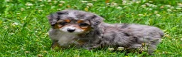 Mini Aussiedoodle dogs for sale: Griffin - Ad 3