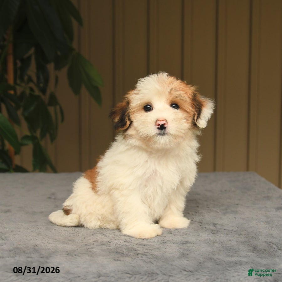 Mixed Breed dogs Gail - Ad 1