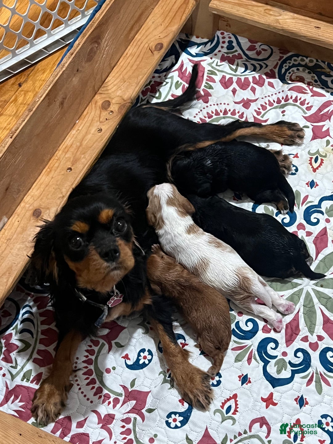 Cavalier King Charles Spaniel dogs for sale: Girl 1  - Ad 10