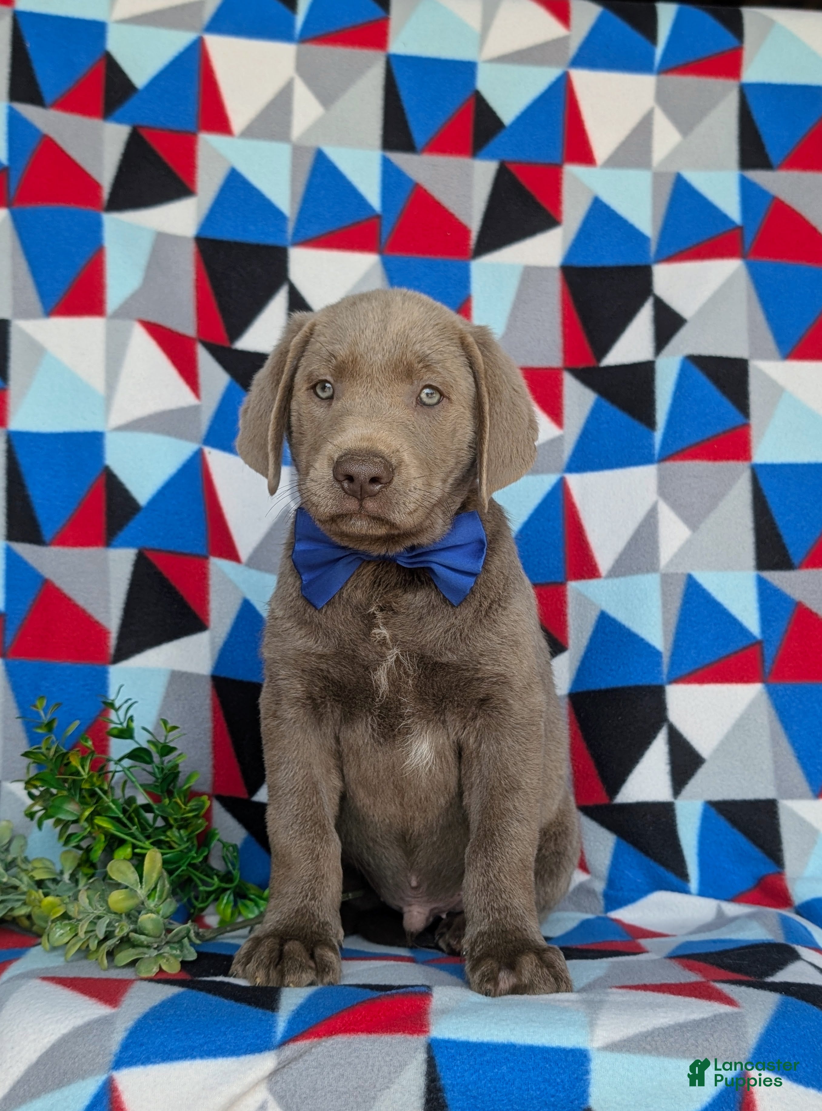 Labrador Retriever dogs Watkins - Ad 2