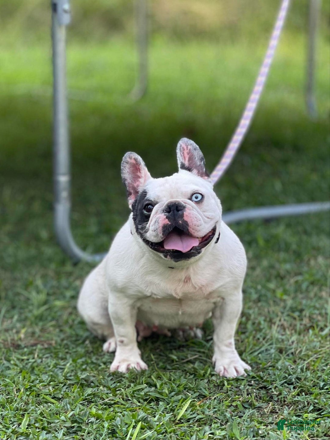 French Bulldog dogs for sale: French Bulldog Puppy 1 - Ad 2