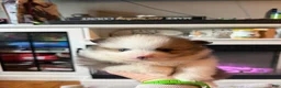 Pomeranian dogs for sale: Gazelle - Ad 7