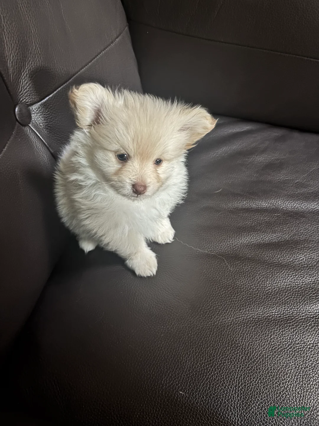 Mixed Breed dogs for sale: Mixed Breed Puppy 1 - Ad 1