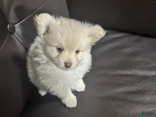 Mixed Breed dogs Mixed Breed Puppy 1 - Ad 2