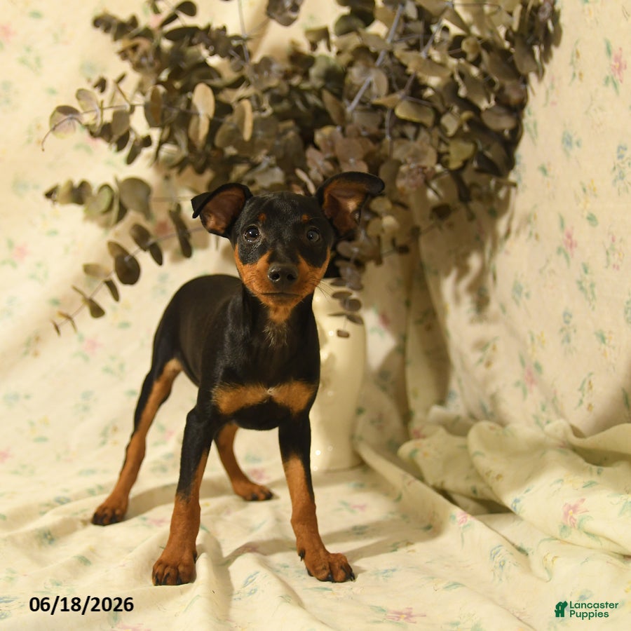 Miniature Pinscher dogs Phoenix - Ad 2