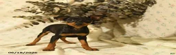 Miniature Pinscher dogs for sale: Phoenix - Ad 2