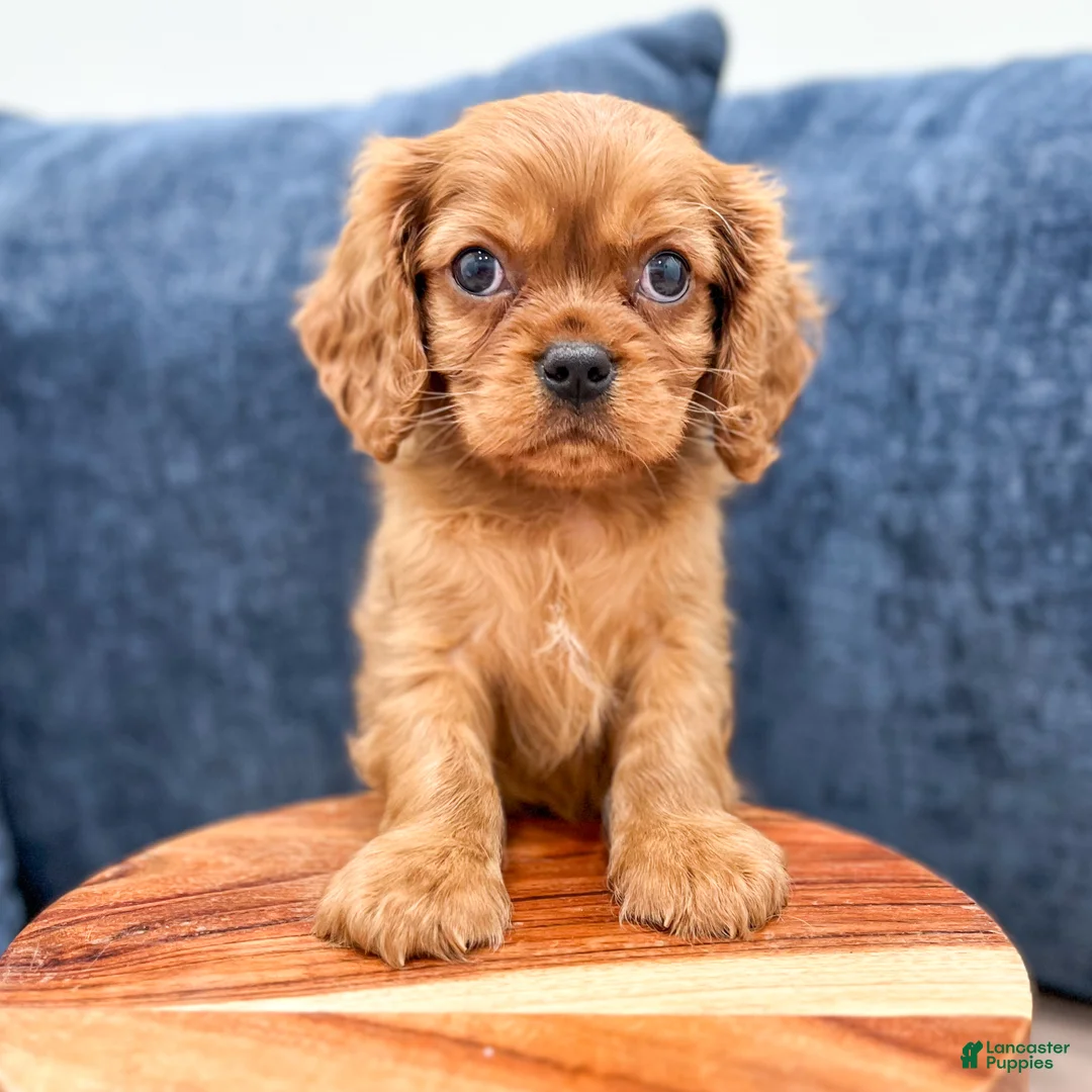Cavalier King Charles Spaniel dogs for sale: Oliver - Ad 2