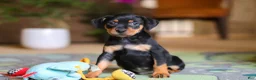 Miniature Pinscher dogs for sale: Sammy - Ad 8