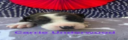 American Bulldog dogs for sale: Female #5/ Carrie Underwood - Ad 3