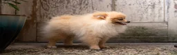 Pomeranian dogs for sale: Elfie Delfie - Ad 3