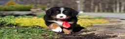 Bernese Mountain Dog dogs for sale: Champ - Ad 6