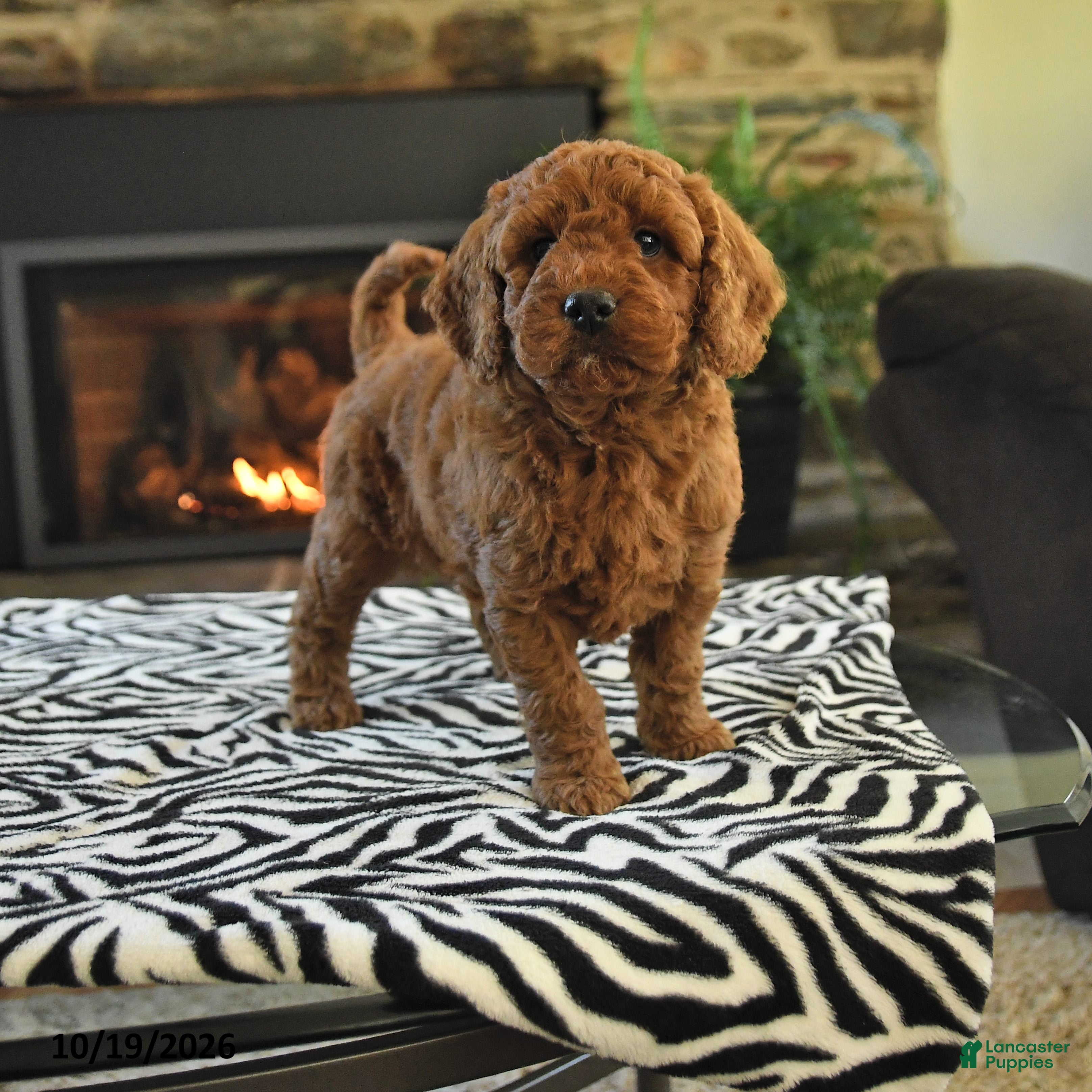 Mini Goldendoodle dogs Lamar - Ad 1