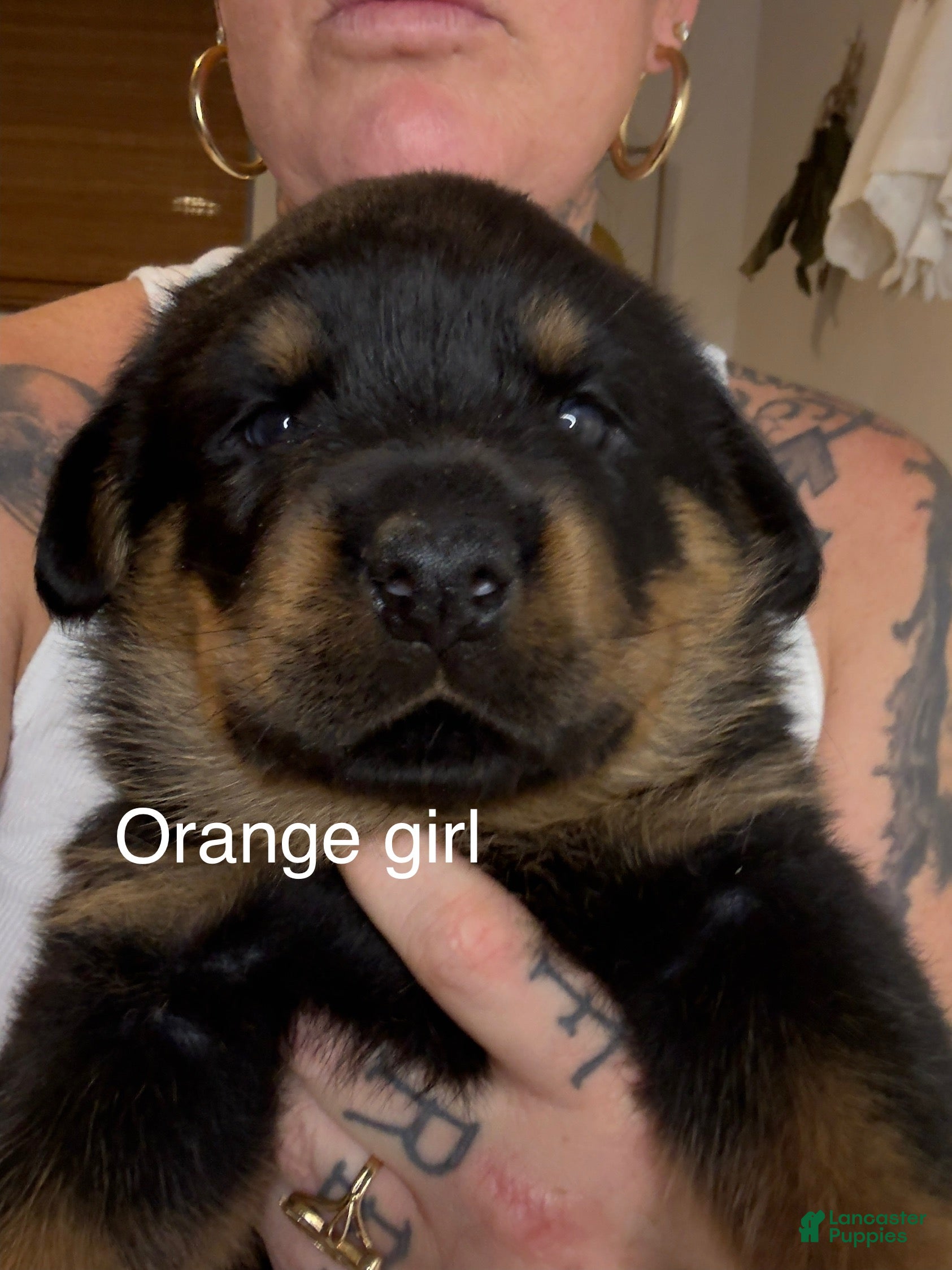 Rottweiler dogs Orange girl  - Ad 34