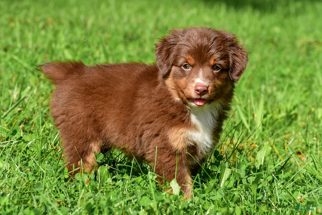 Miniature Australian Shepherd dogs for sale: Izzy - Ad 2