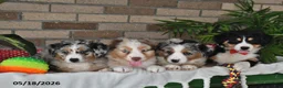 Australian Shepherd dogs for sale: Cooper - Ad 3