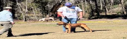 American Bulldog dogs for sale: American Bulldog Male #1 - Ad 3