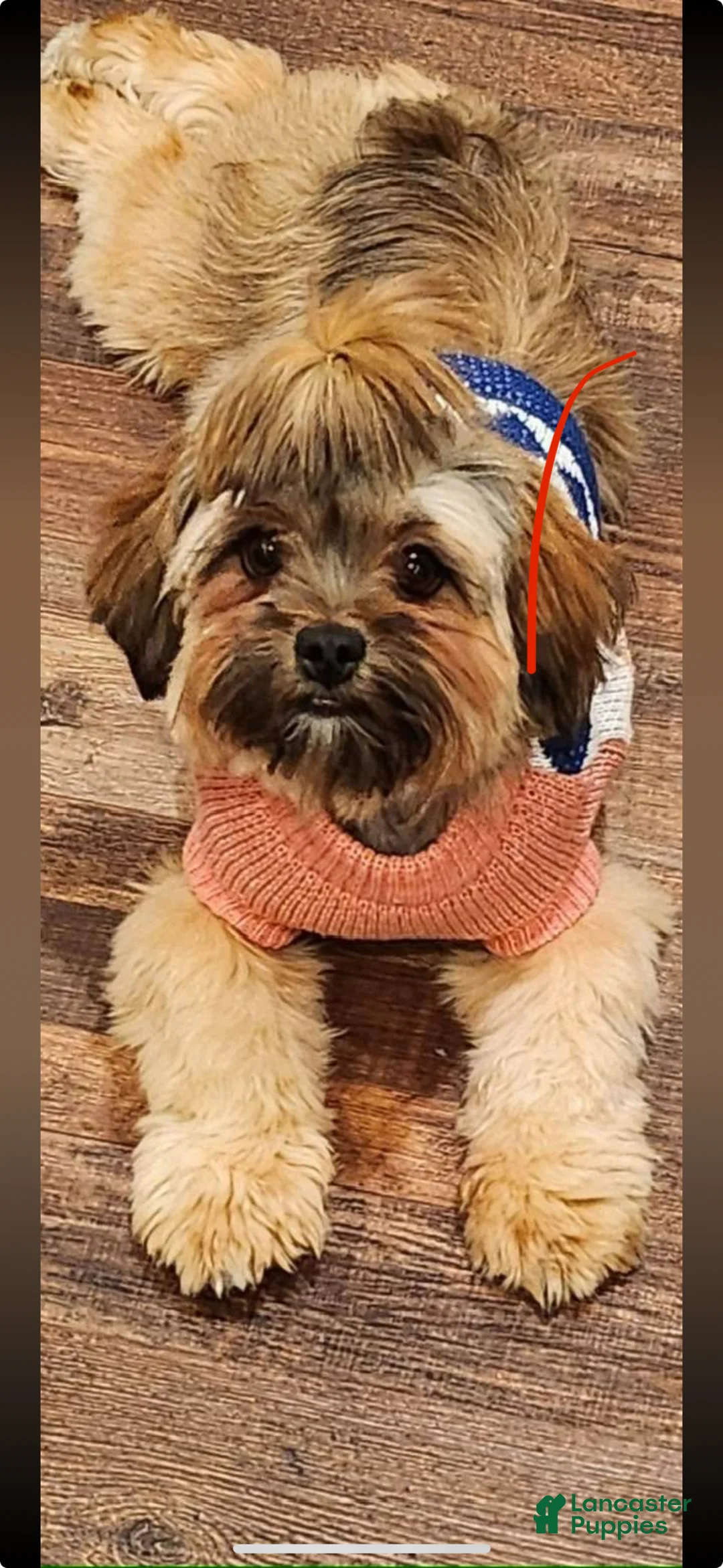 Shorkie dogs for sale: Shorkie Puppy 1 - Ad 2