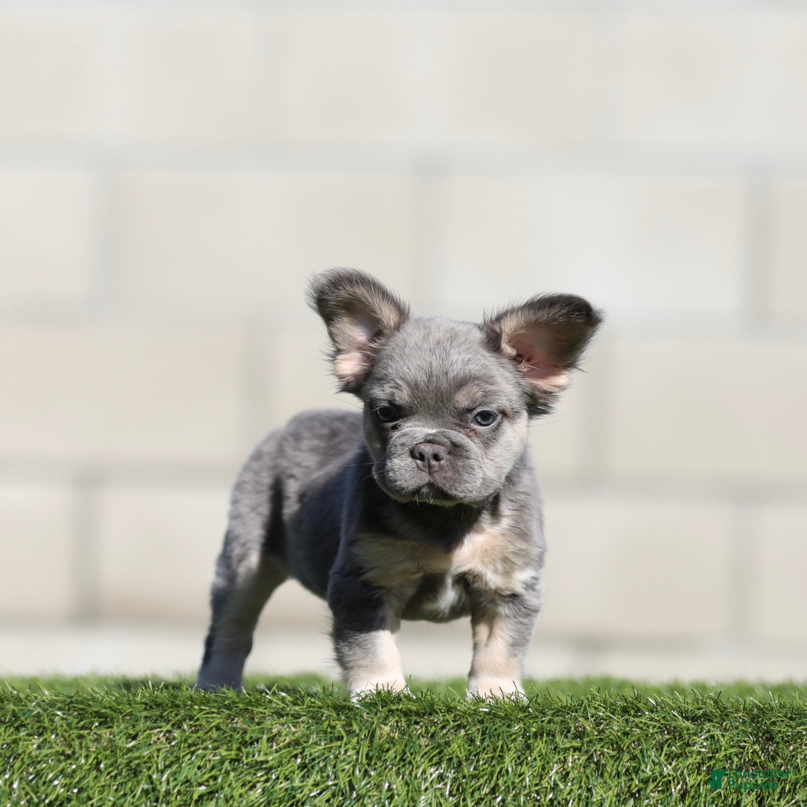 French Bulldog dogs French Bulldog 2 - Ad 36