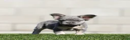 French Bulldog dogs for sale: French Bulldog 2 - Ad 1
