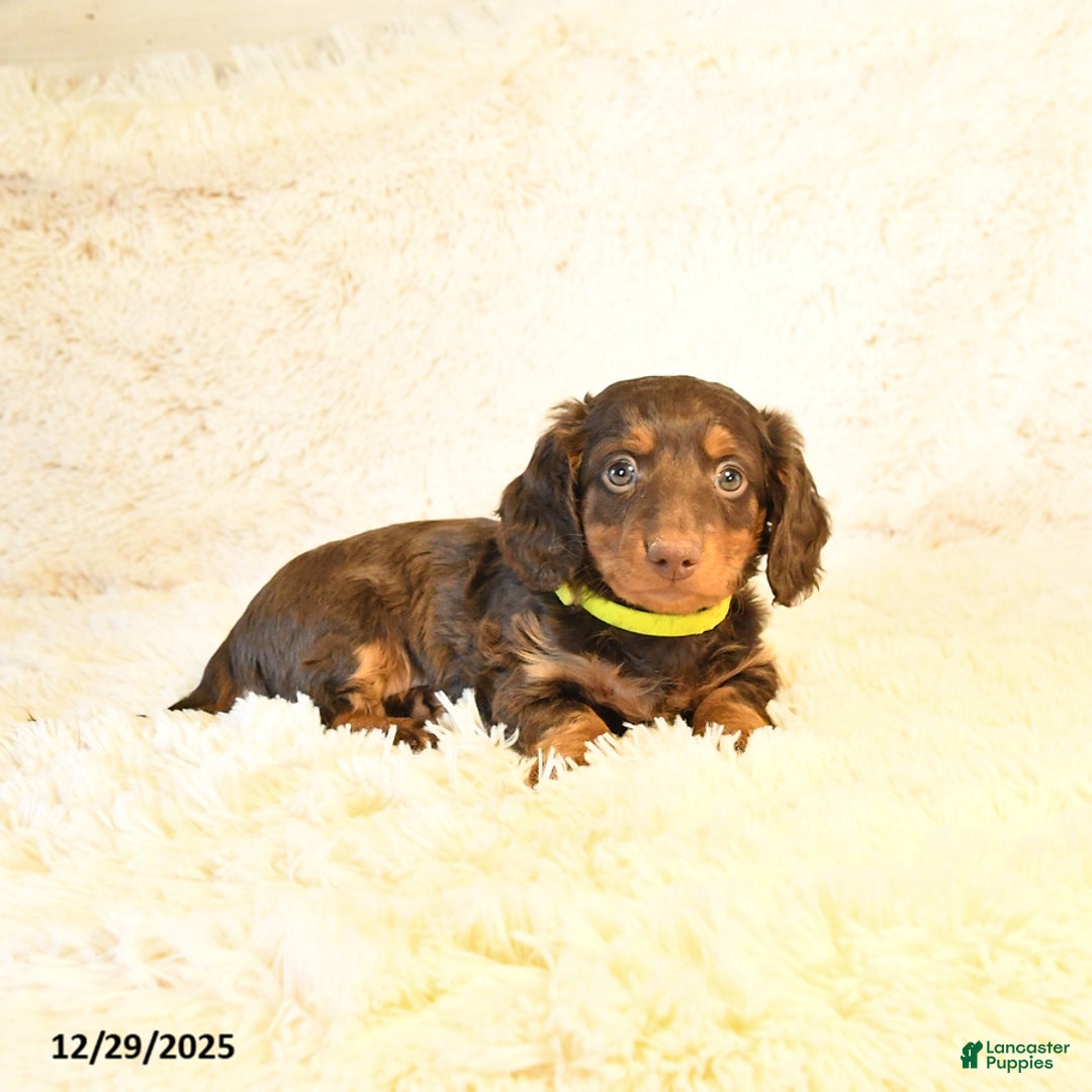 Miniature Dachshund dogs for sale: Lexus - Ad 4