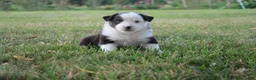 Miniature Australian Shepherd dogs for sale: Ellis - Ad 18