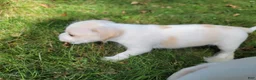 Chorkie dogs for sale: Millie - Ad 3