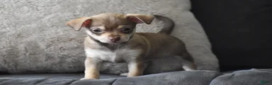 Chihuahua Puppy 2