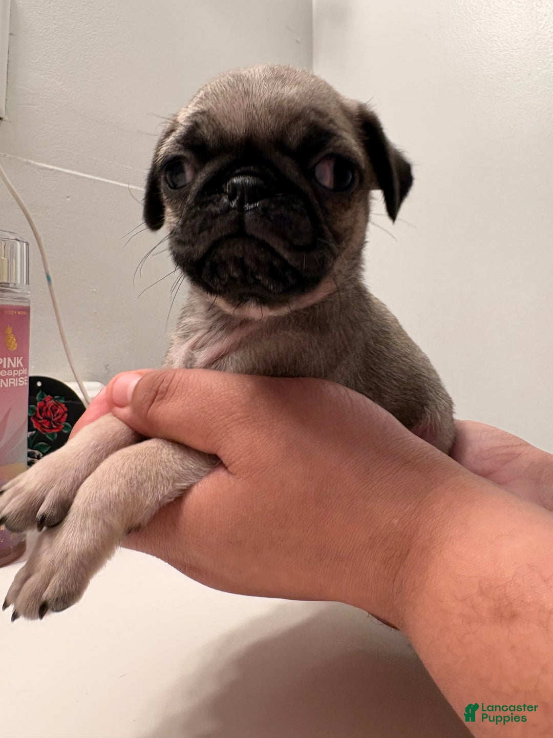 Pug dogs for sale: Pug Puppy 4 - Ad 1