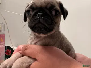 Pug dogs Pug Puppy 4 - Ad 6